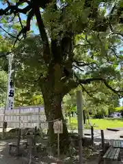 橿森神社(岐阜県)