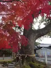 事任八幡宮の自然