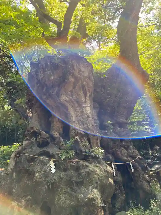 來宮神社の自然