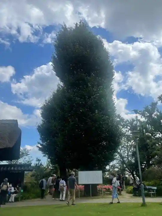 横浜 西方寺の自然