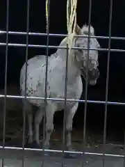 立石熊野神社の動物