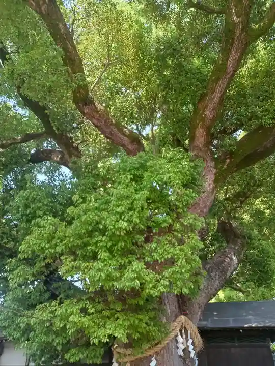 大念佛寺(大阪府)
