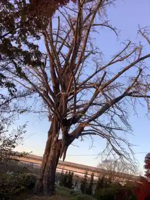 龍照院（常楽寺）(愛知県)