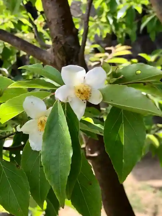 検見川神社の自然