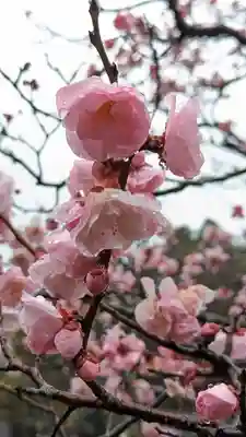 長岡天満宮(京都府)
