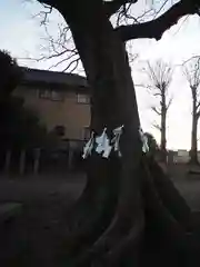 島田八坂神社の自然