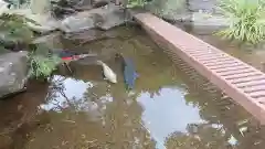 平等寺の動物