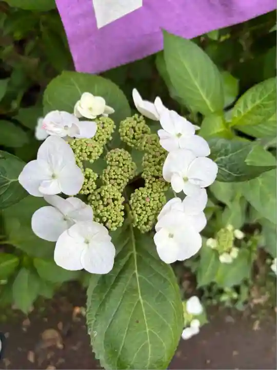 龍宮(江島神社)(神奈川県)