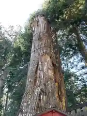 日光東照宮奥宮拝殿の自然