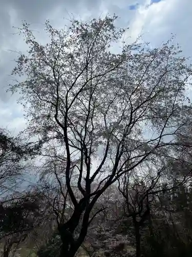 大宮温泉神社の自然