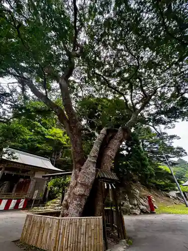 金華山黄金山神社(宮城県)