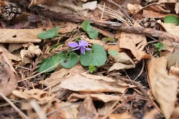 三渡神社の自然