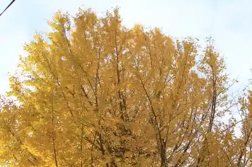 佐野原神社の自然