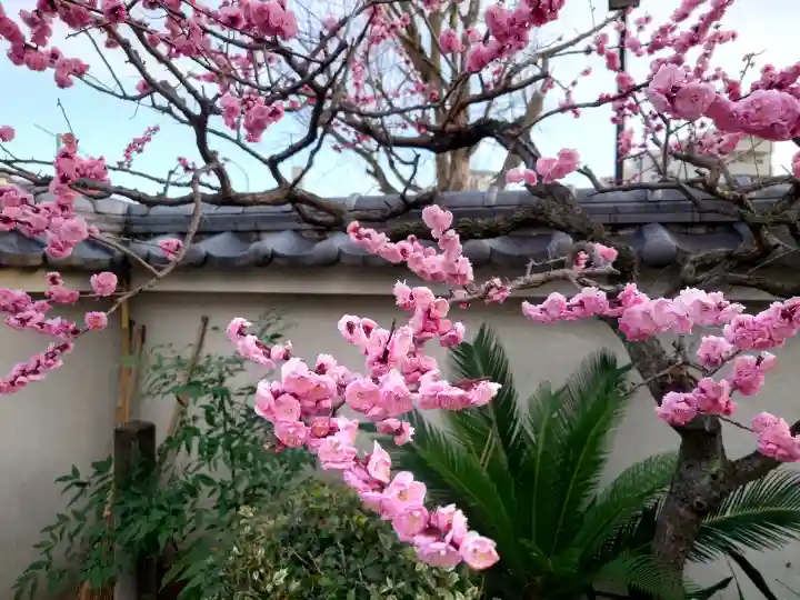 法応寺の{uncategorized: "未分類", other: "その他", undefined: "問題あり", building: "その他建物", grave: "お墓", sacred_gate: "鳥居", guardian: "狛犬", statue: "像", buddha: "仏像", history: "歴史", nature: "自然", garden: "庭園", animal: "動物", pagoda: "塔", temizu: "手水舎", mountain_gate: "山門・神門", sanctuary: "本殿・本堂", subordinate: "末社・摂社", art: "芸術", scenery: "景色", jizo: "地蔵", ema: "絵馬", goshuin: "御朱印", omikuji: "おみくじ", items: "授与品その他", amulet: "お守り", goshuincho: "御朱印帳", eats: "食事", festival: "お祭り", votive_dance: "神楽", shichigosan: "七五三参", wedding: "結婚式", experience: "体験その他", initially: "初詣", around: "周辺", anti_infection: "感染症対策"}