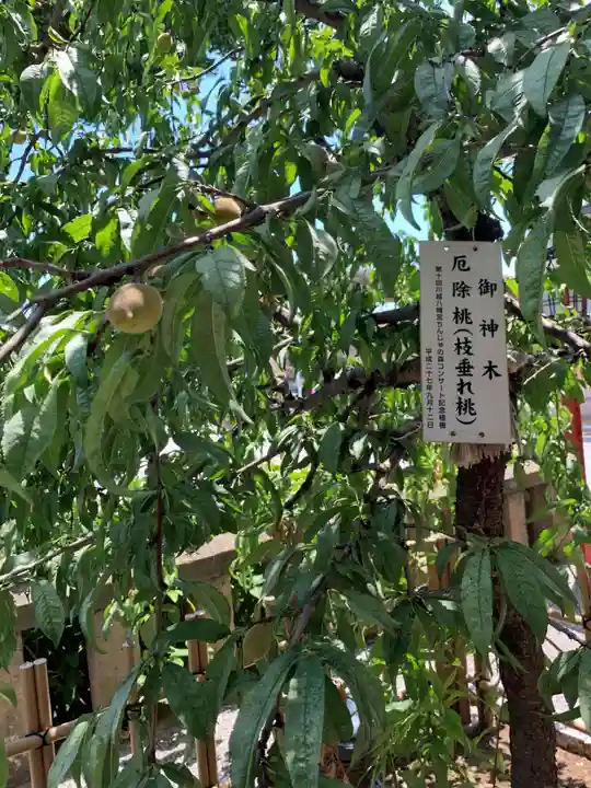 川越八幡宮(埼玉県)