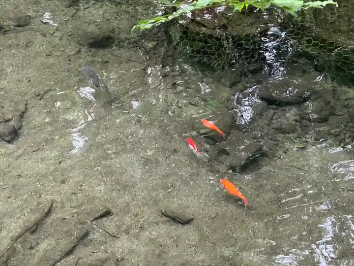 二宮神社の動物