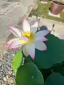 大光寺(大阪府)(2025年06月20日(金) 08時05分17秒投稿)