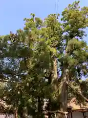 大神神社(奈良県)