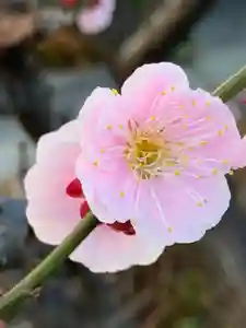 八王子成田山傳法院の自然(2020年02月29日(土) 23時51分13秒投稿)