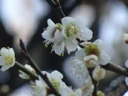 太宰府天満宮の自然