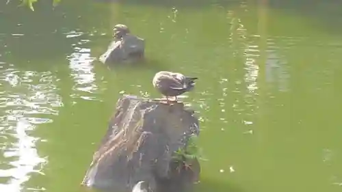 亀戸天神社の動物
