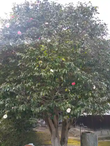 青木大師の自然