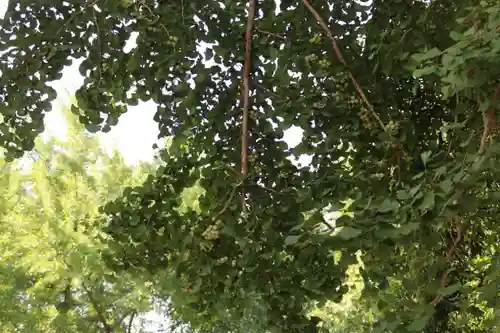 熊野福藏神社の庭園