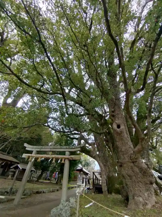 藤白神社の{uncategorized: "未分類", other: "その他", undefined: "問題あり", building: "その他建物", grave: "お墓", sacred_gate: "鳥居", guardian: "狛犬", statue: "像", buddha: "仏像", history: "歴史", nature: "自然", garden: "庭園", animal: "動物", pagoda: "塔", temizu: "手水舎", mountain_gate: "山門・神門", sanctuary: "本殿・本堂", subordinate: "末社・摂社", art: "芸術", scenery: "景色", jizo: "地蔵", ema: "絵馬", goshuin: "御朱印", omikuji: "おみくじ", items: "授与品その他", amulet: "お守り", goshuincho: "御朱印帳", eats: "食事", festival: "お祭り", votive_dance: "神楽", shichigosan: "七五三参", wedding: "結婚式", experience: "体験その他", initially: "初詣", around: "周辺", anti_infection: "感染症対策"}