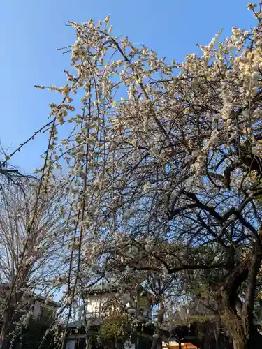 蓮華寺(東京都)