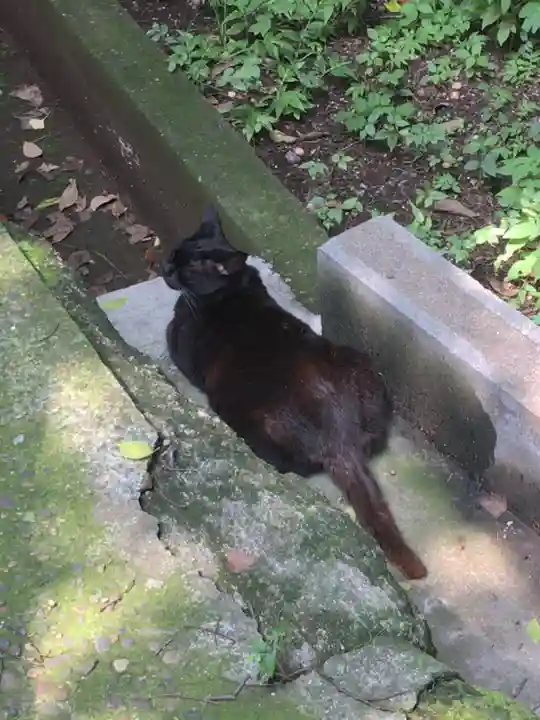 澤蔵司稲荷(慈眼院)の動物