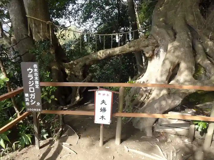 春日神社の自然