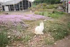 宗悟寺の動物