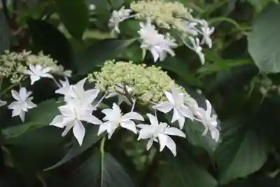 高幡不動尊　金剛寺(東京都)