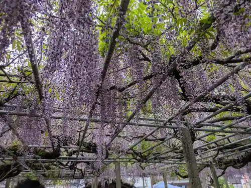 大歳神社(兵庫県)