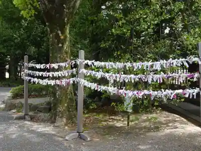 東郷神社のおみくじ