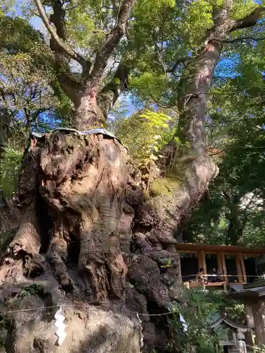 來宮神社(静岡県)