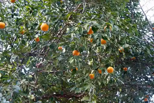 東新町氷川神社の自然