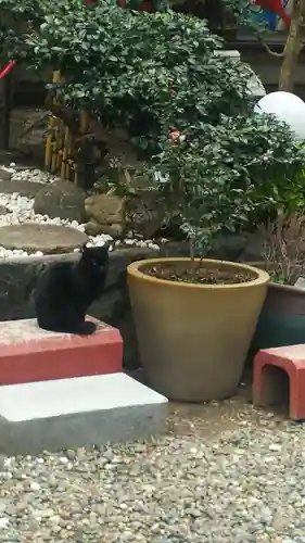 露天神社（お初天神）の動物