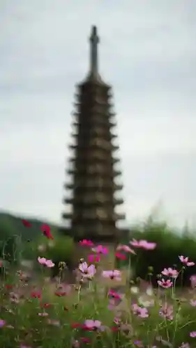 般若寺 ❁﻿コスモス寺❁(奈良県)