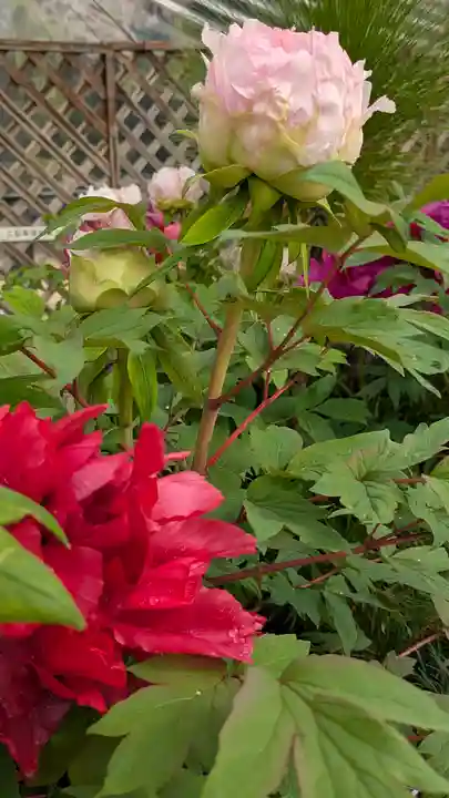 半木神社(賀茂別雷神社境外末社)(京都府)