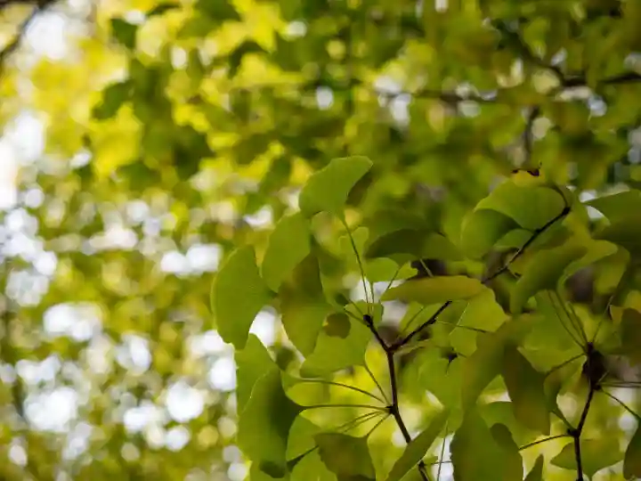 赤坂氷川神社(東京都)