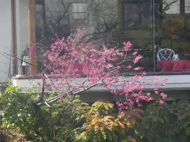 鶴岡八幡宮の自然