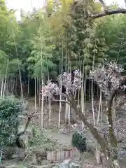 荘嚴寺の自然