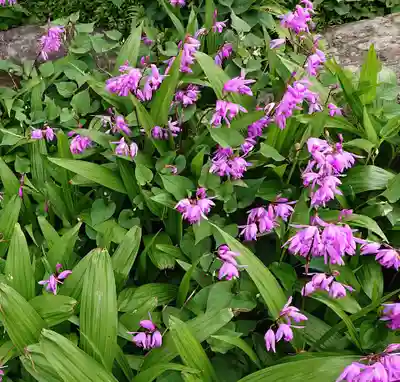全龍寺(埼玉県)