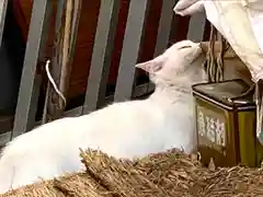 白鳥神社の動物