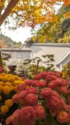柳谷観音　楊谷寺(京都府)