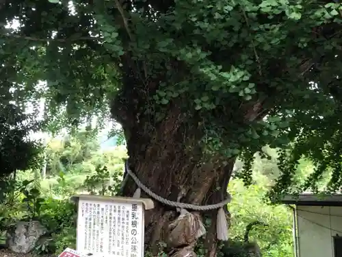 川内多々奴比神社の自然