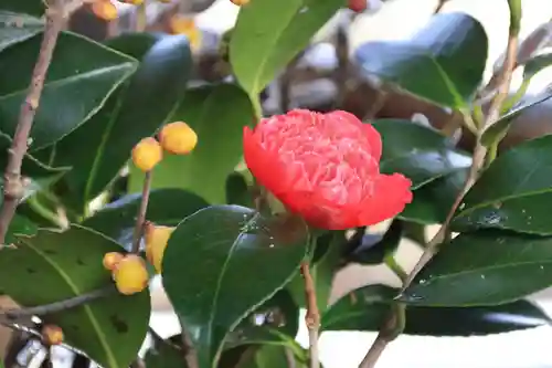 高司神社〜むすびの神の鎮まる社〜の手水