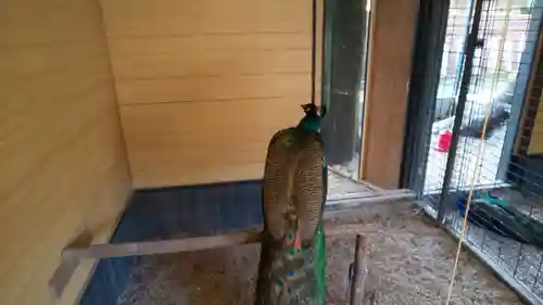 田中神社の動物