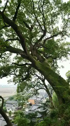 千栗八幡宮の自然